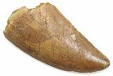 Serrated Raptor Tooth - Real Dinosaur Tooth #376515-1